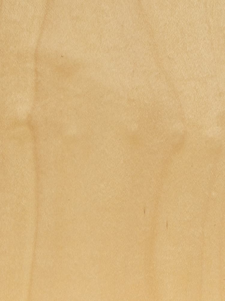 American Maple